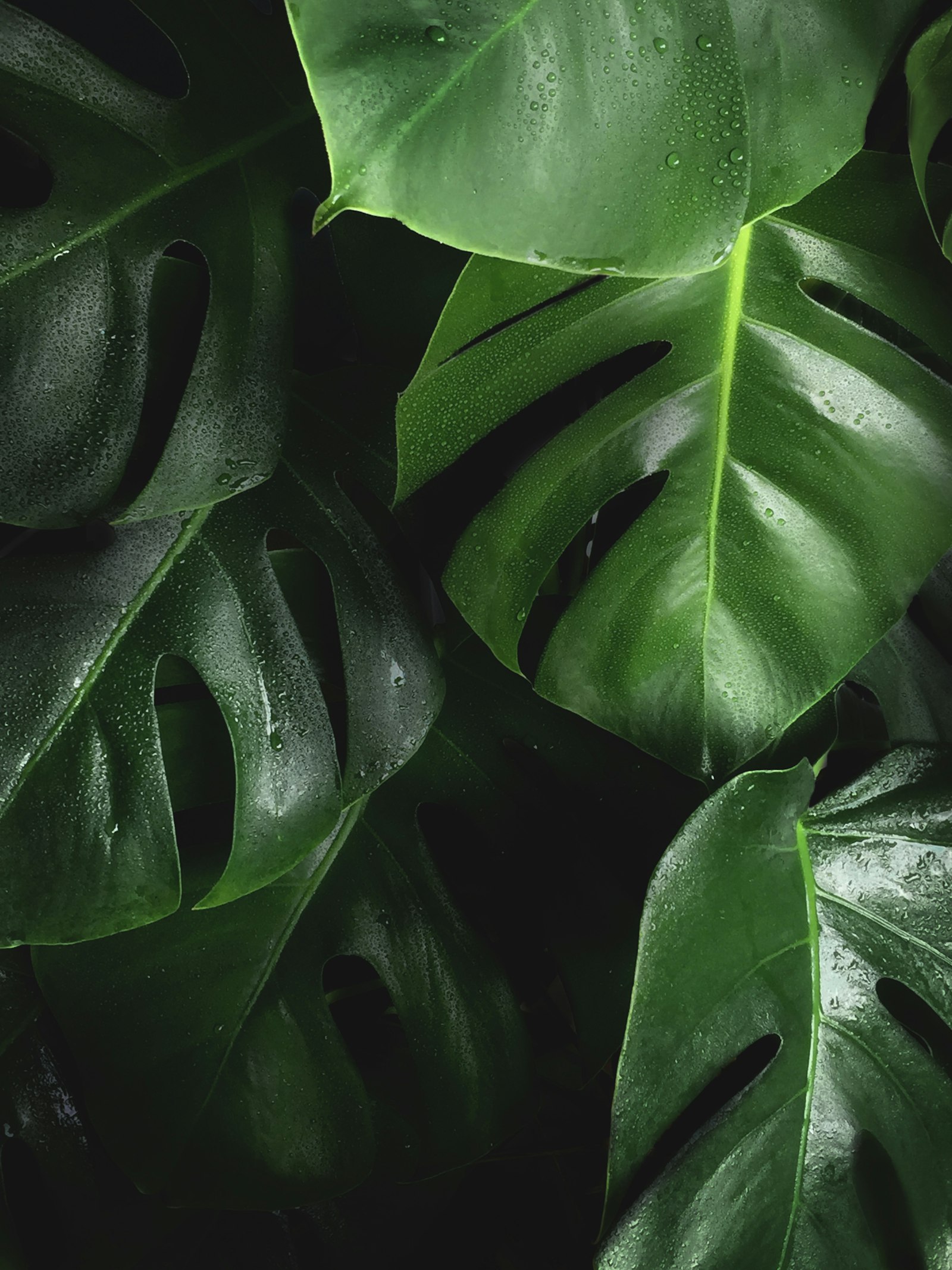 Close-up of fenestrated monstera deliciosa leaves