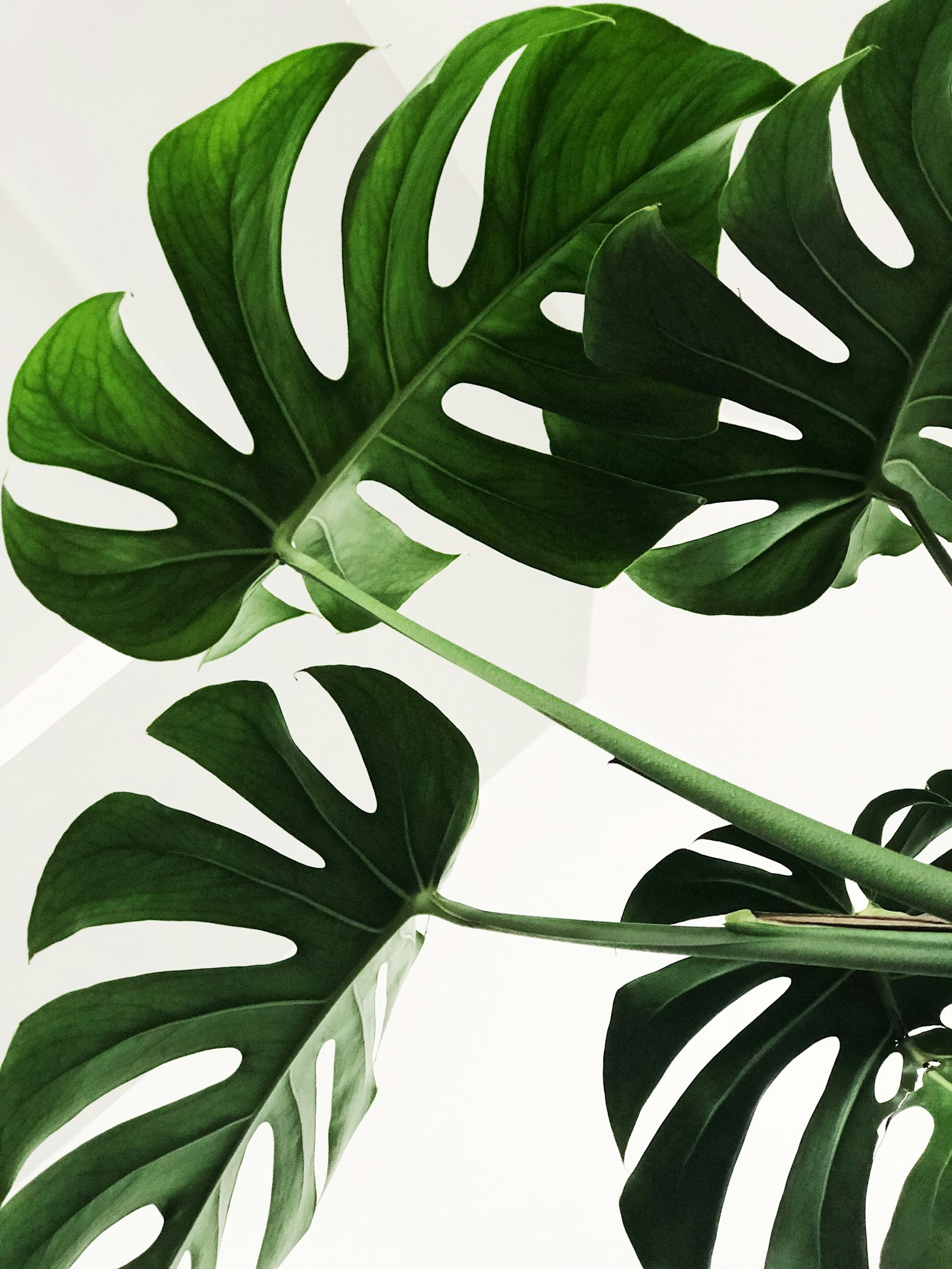 Close-up of monstera leaves against a bright background