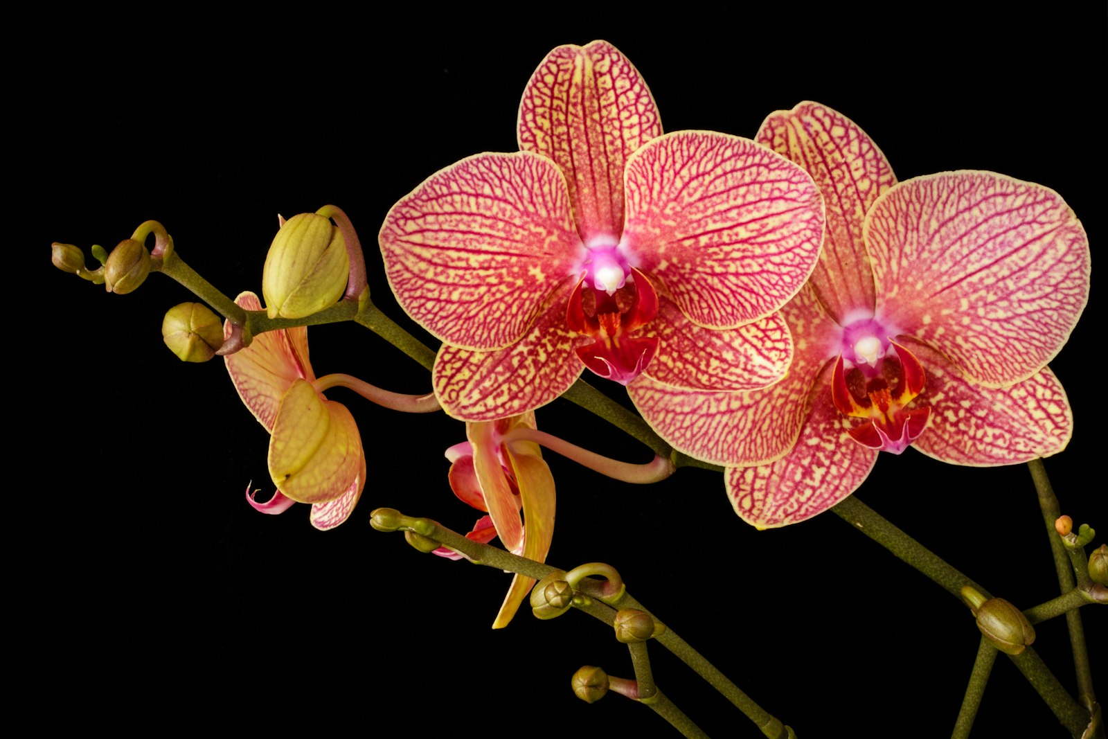 Close-up of a pink Phalaenopsis orchid bloom