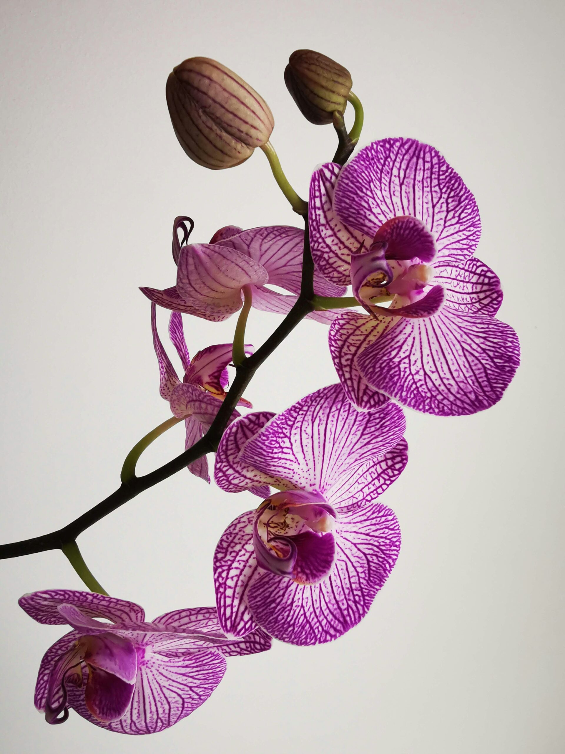 Purple and white veined Phalaenopsis (moth orchid) flowers with buds on a spike