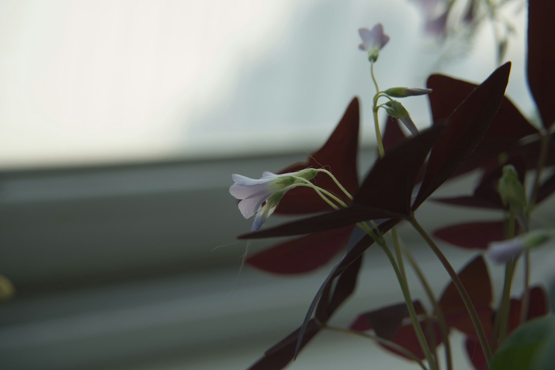 Oxalis triangularis with deep purple triangular leaves and small pale flowers by a window