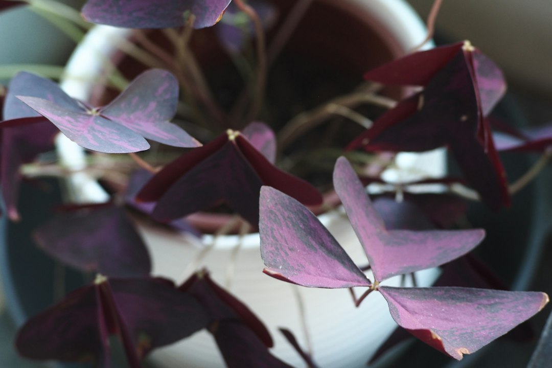 Purple shamrock (Oxalis triangularis) in a white pot with some leaves partly folded down