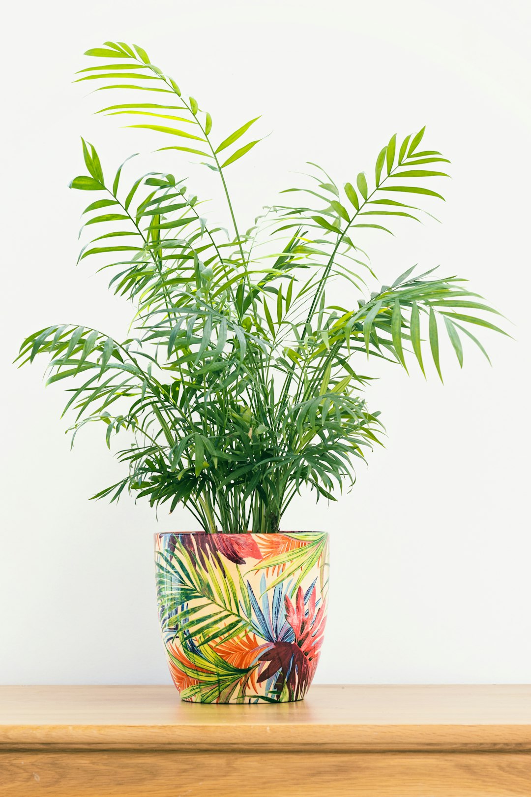 Bushy parlor palm (Chamaedorea elegans) in a colorful tropical-print pot on a wooden shelf