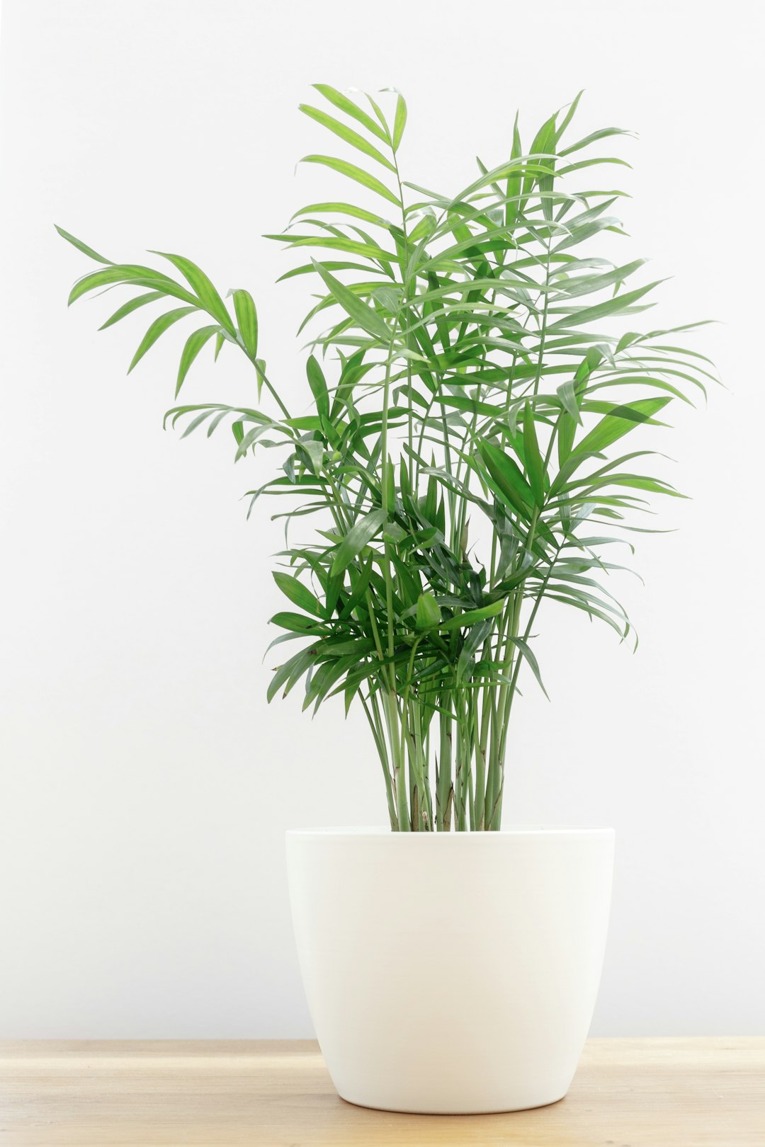 Parlor palm with thin green stems and arching fronds in a white pot