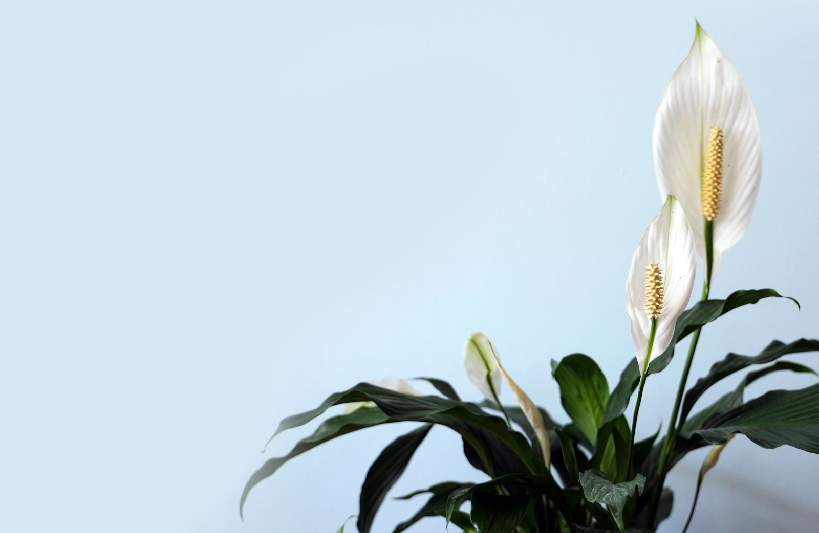 A peace lily plant with white flowers and green leaves