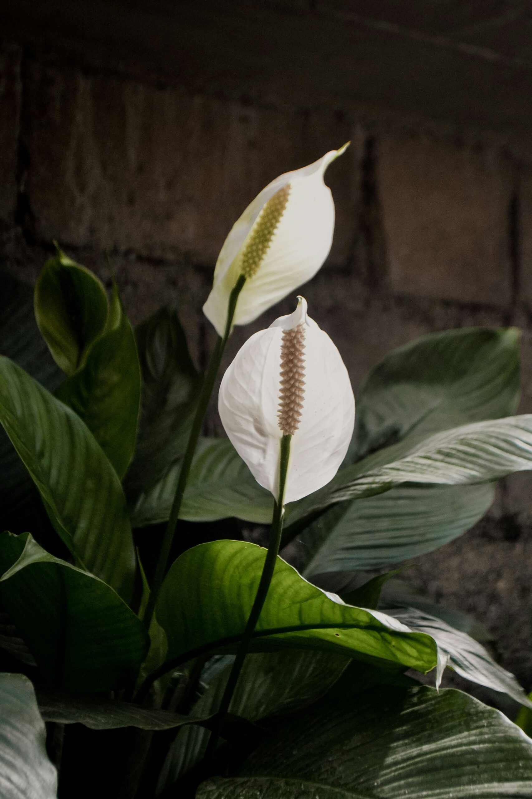 Healthy peace lily (Spathiphyllum) with white hooded blooms and glossy green leaves