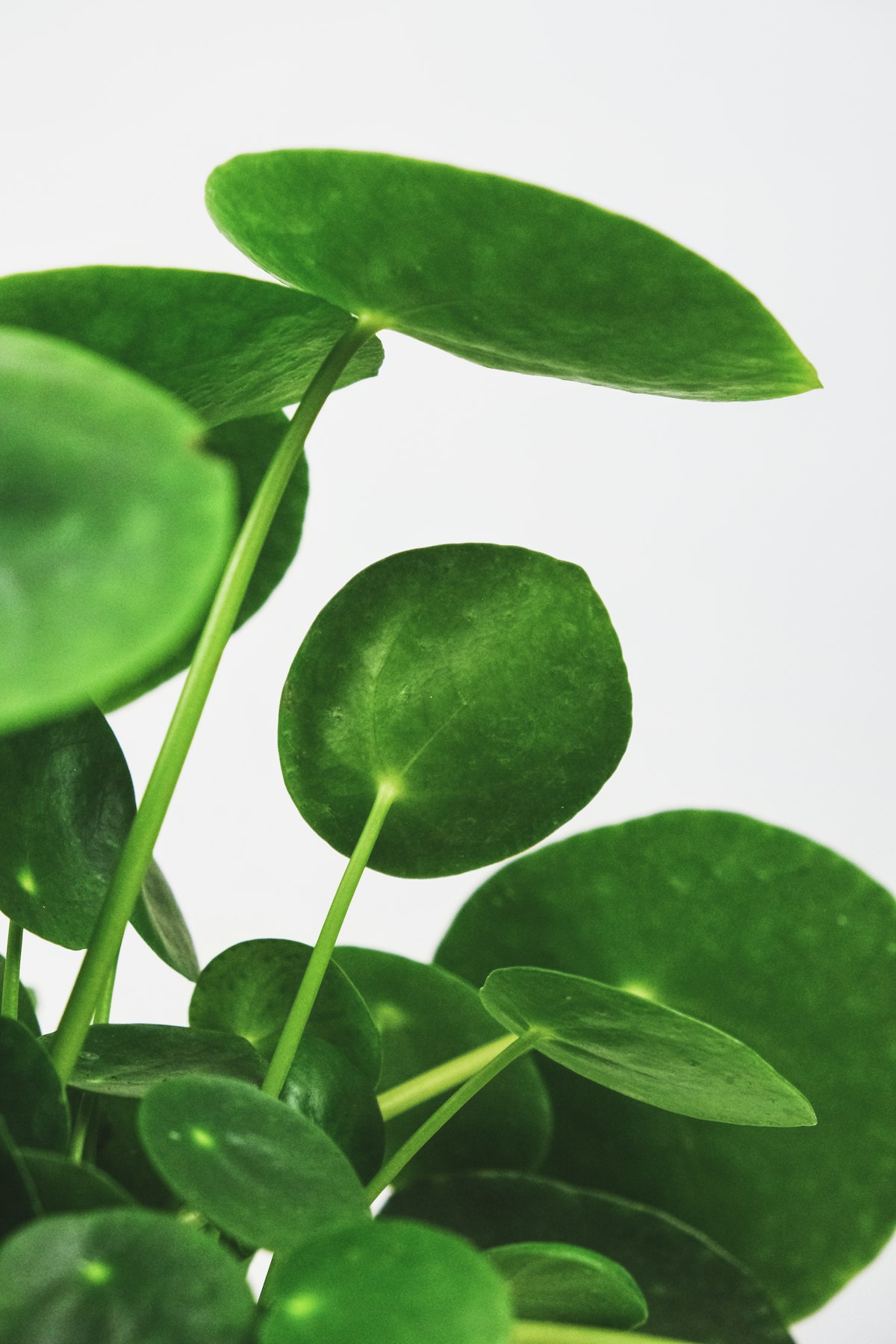 Peperomia obtusifolia with thick, glossy green leaves