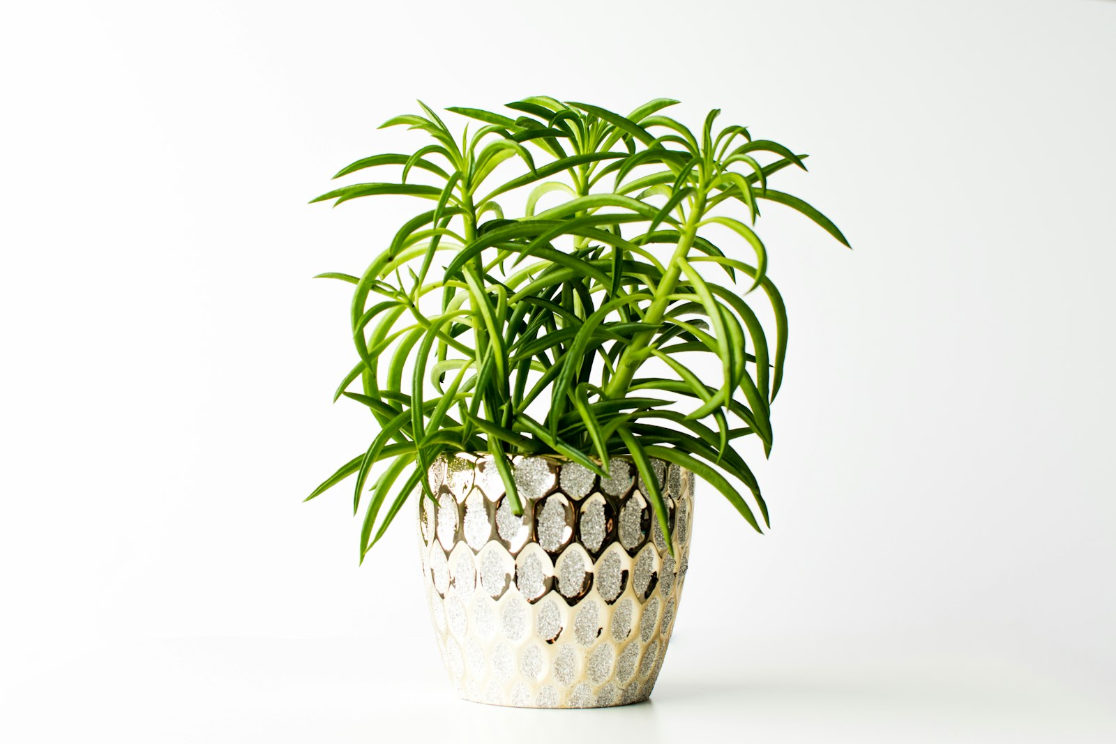 Peperomia plant with thick leaves in a white pot
