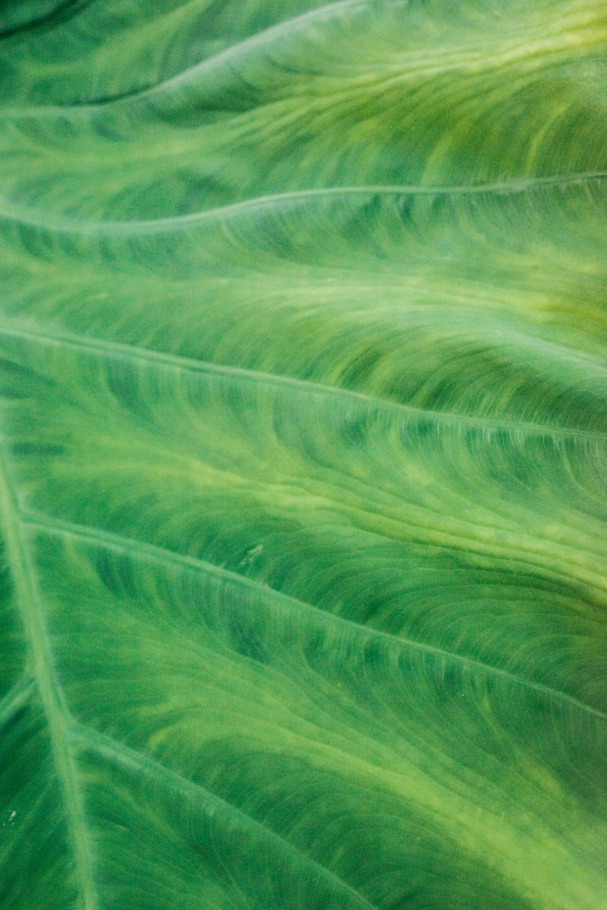 Close-up of a philodendron leaf showing vein pattern