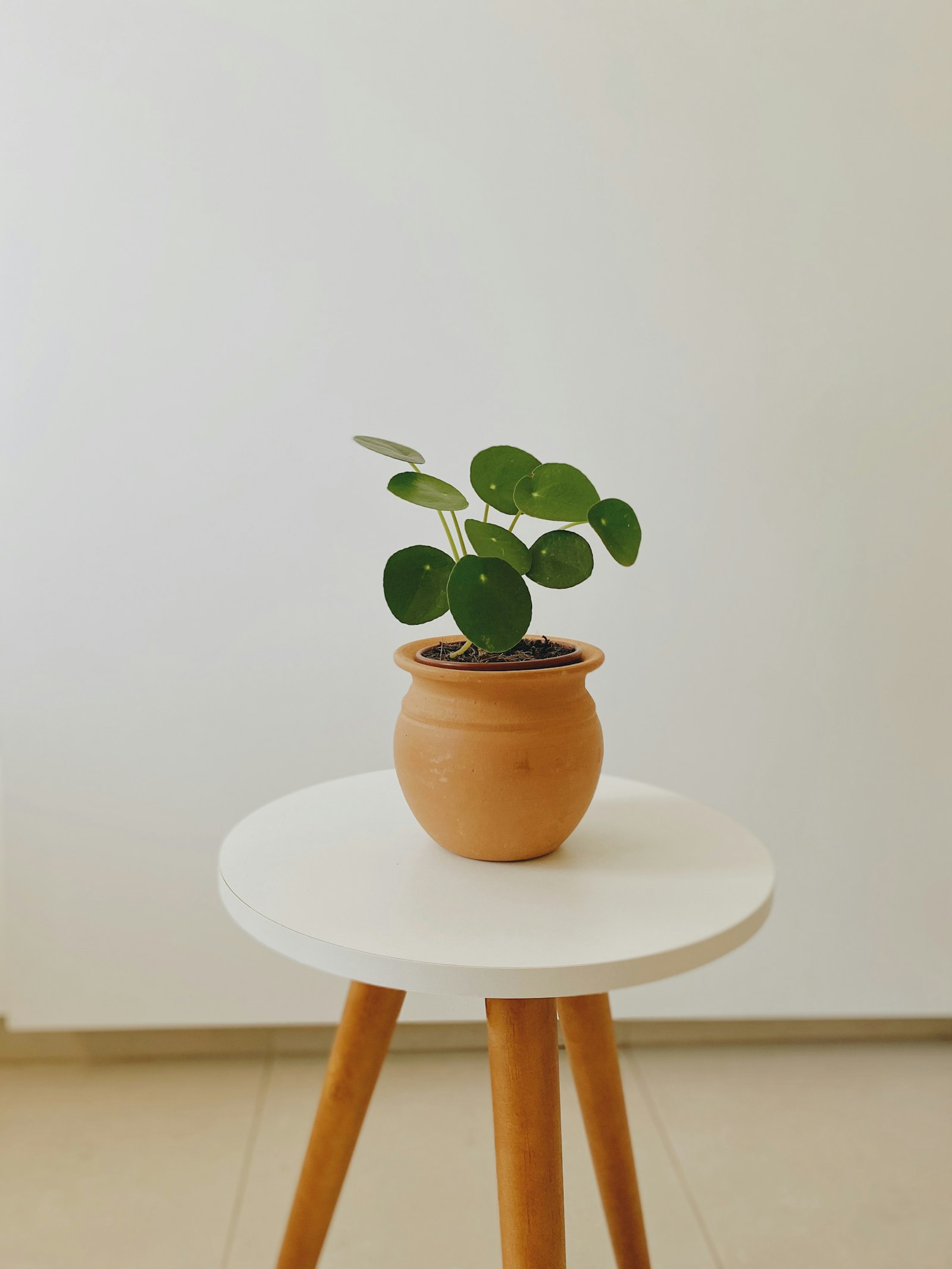Pilea peperomioides Chinese money plant in a brown terracotta pot