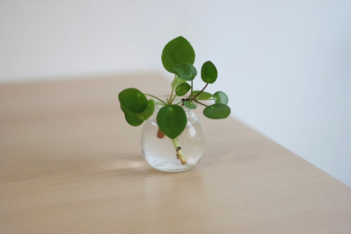 Pilea peperomioides pup rooting in a small glass vase of water
