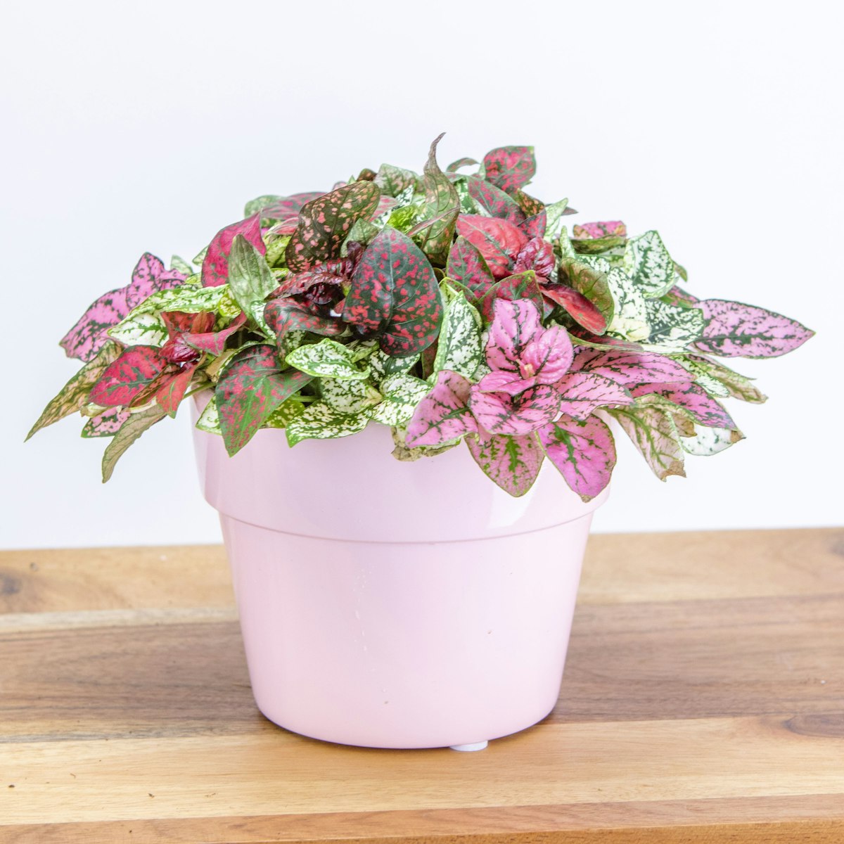 Polka dot plant with pink and green spotted leaves in a pink pot