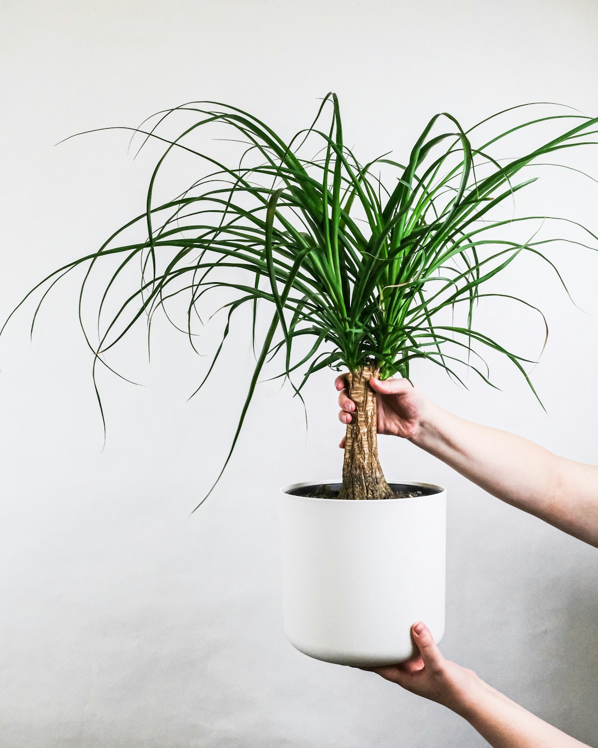 Ponytail palm with swollen trunk base and curly leaves, held in hand in white pot