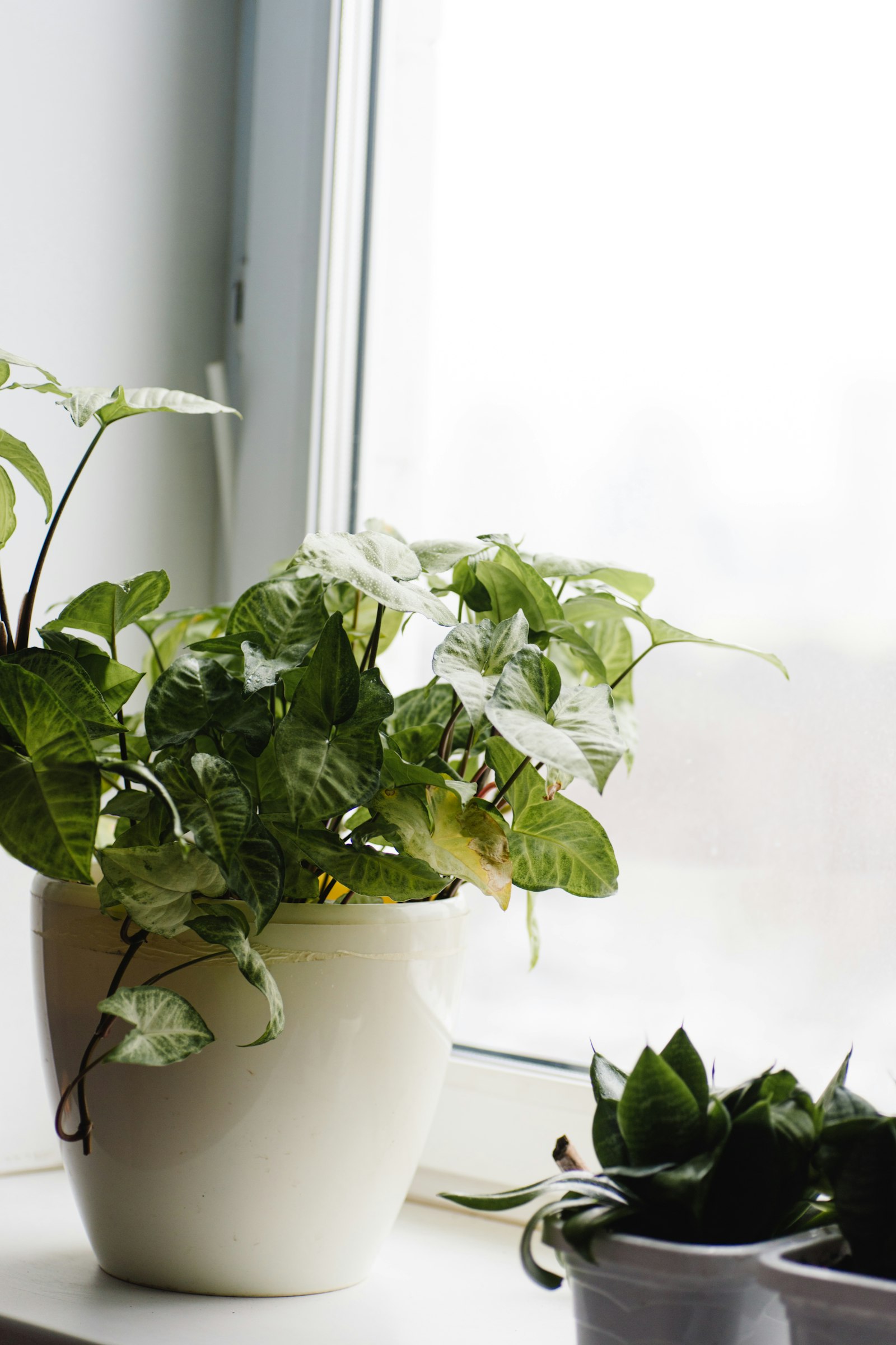 Healthy variegated pothos plant in a pot