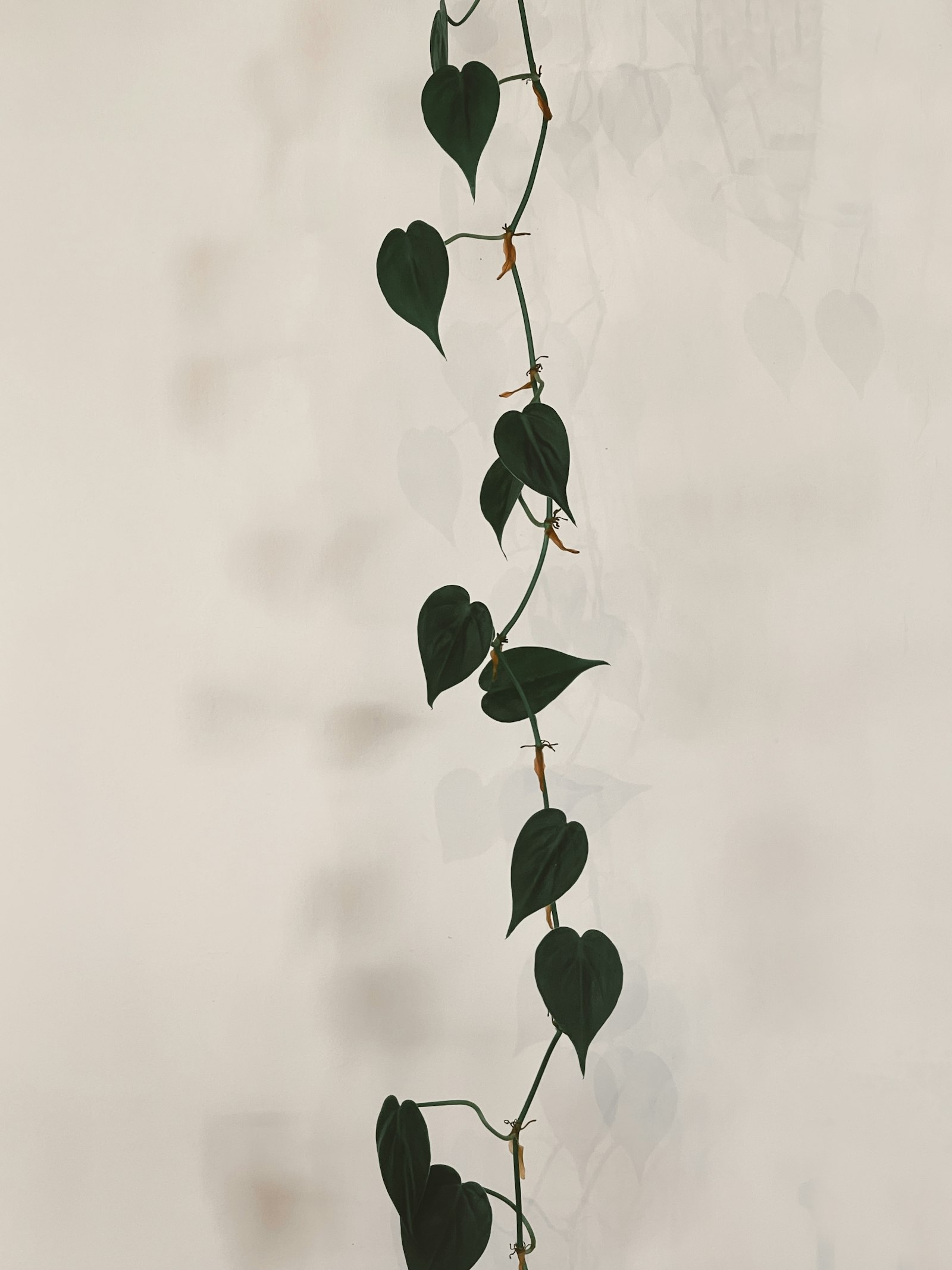 Healthy trailing pothos vine with heart-shaped green leaves