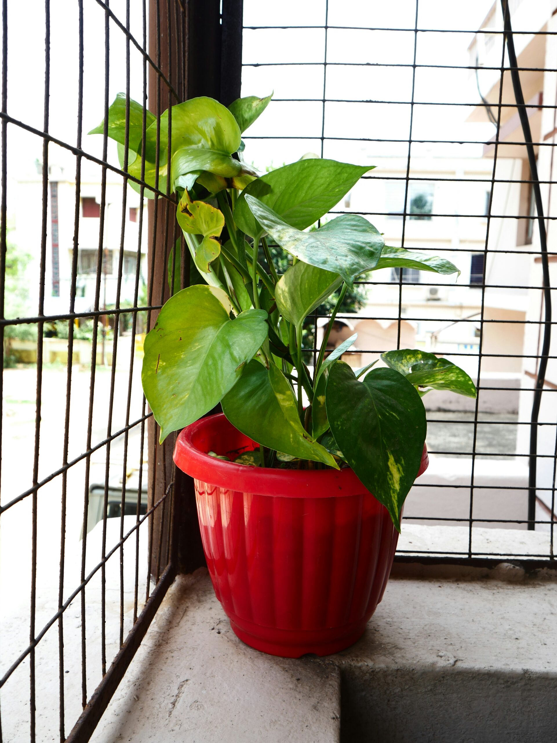 Golden pothos plant with yellow-green marbled leaves in a red pot near a window