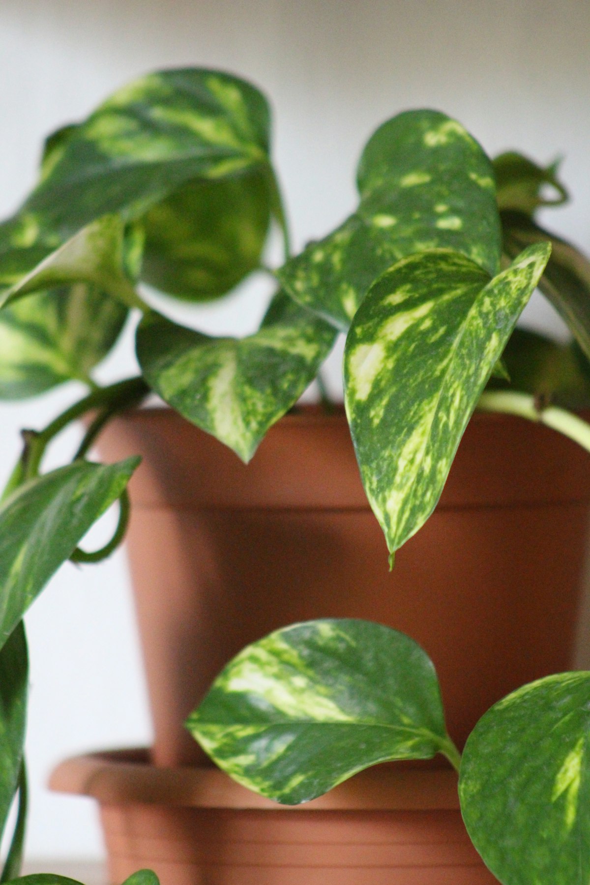 Golden pothos marbled heart-shaped leaves in a terracotta pot