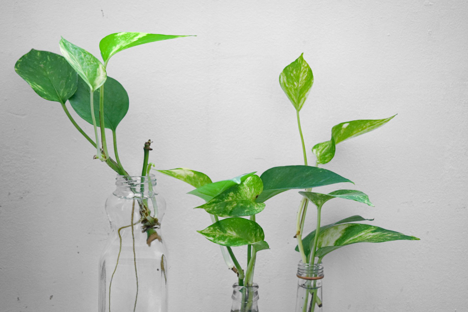 Pothos cuttings rooting in a clear glass vase of water