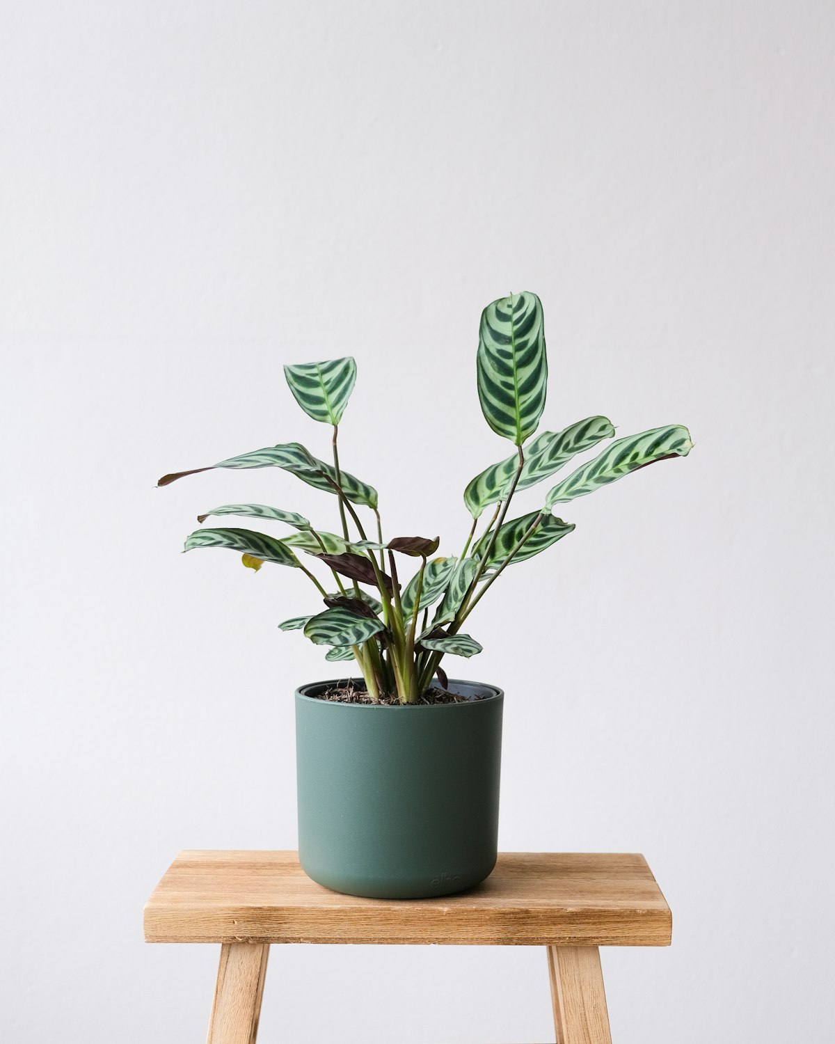 Prayer plant (Maranta leuconeura) with patterned leaves