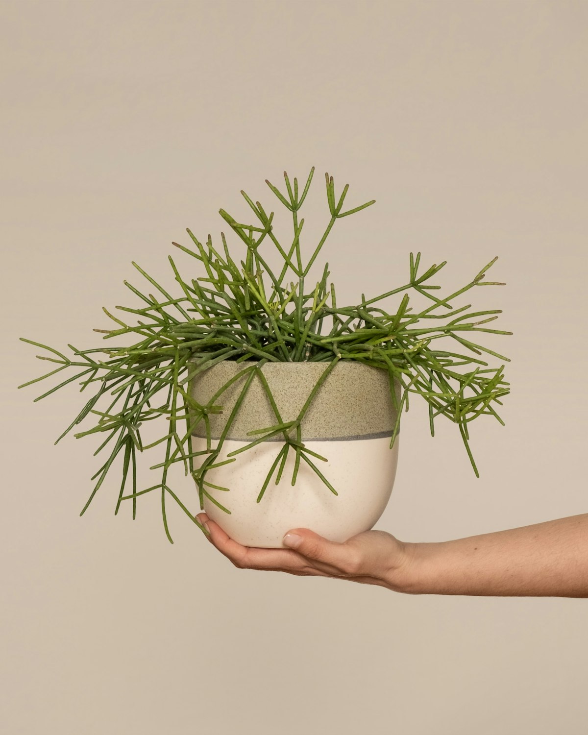 Trailing Rhipsalis stems in a hand-held ceramic pot