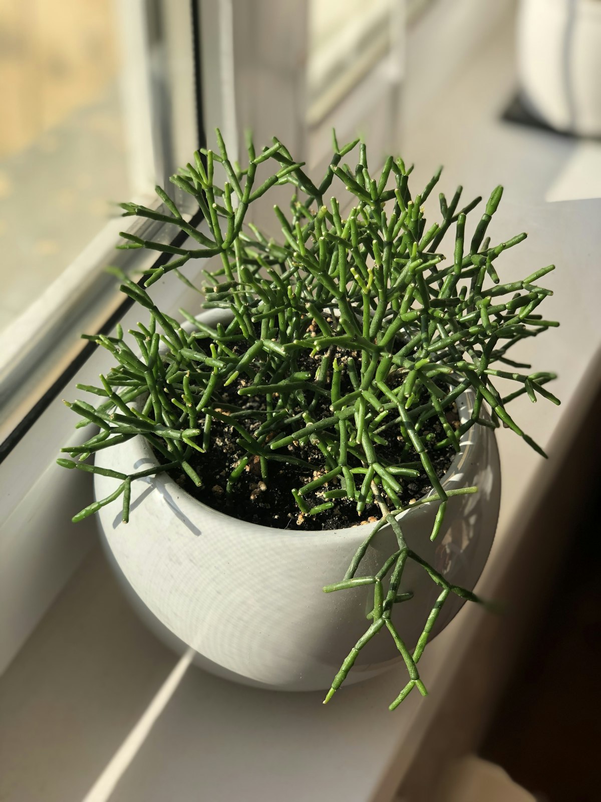 Rhipsalis mistletoe cactus with trailing green stems in a white pot
