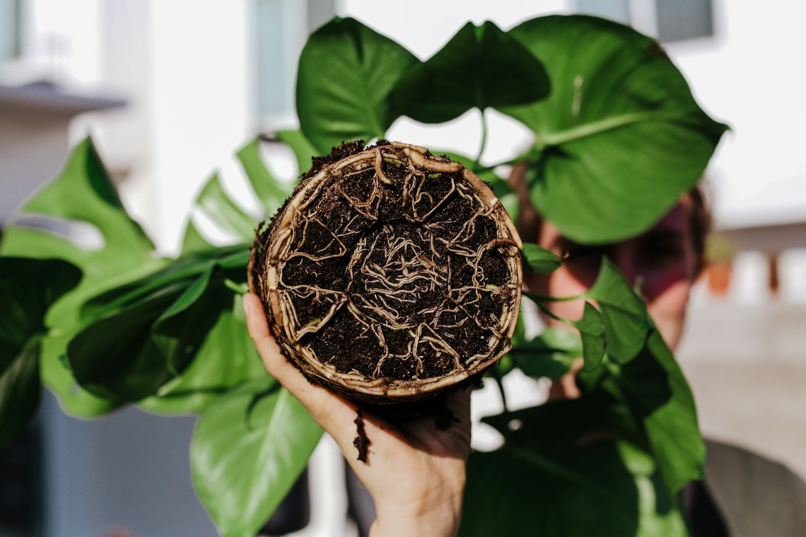 Someone holding a plant's root ball while checking the roots after unpotting