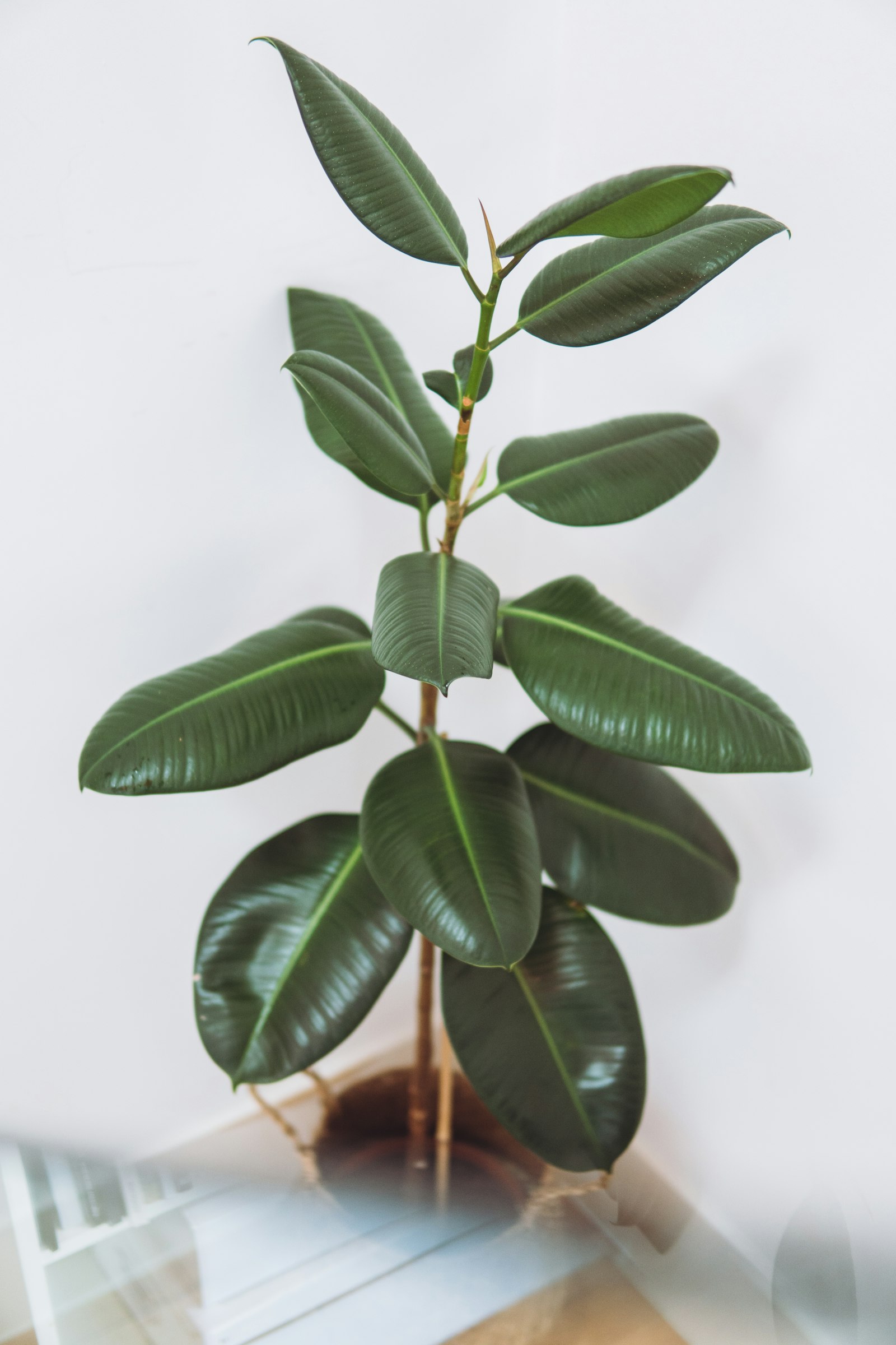 Rubber plant (Ficus elastica) with glossy upright leaves against a plain background