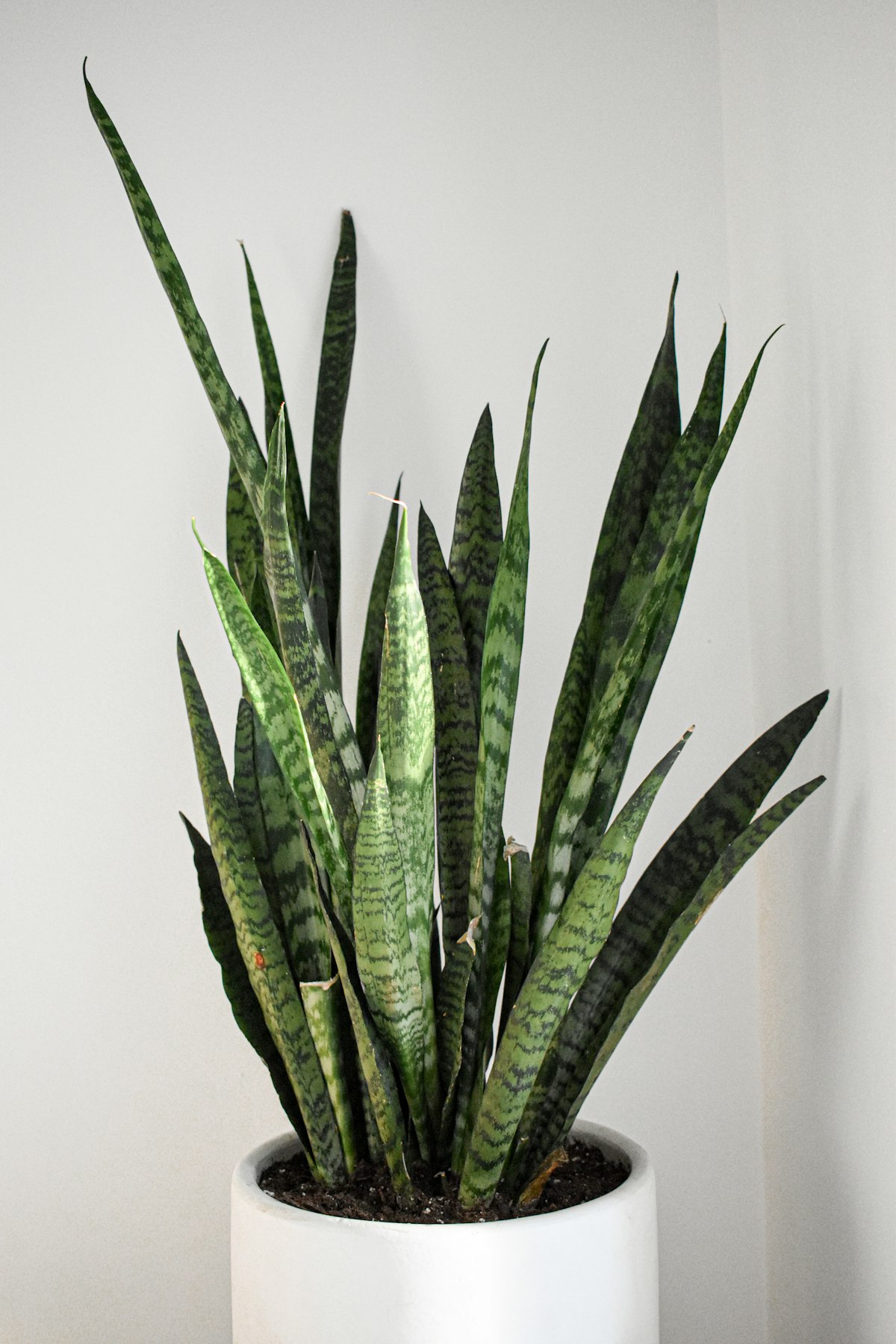 Healthy snake plant with tall pointed mottled green leaves