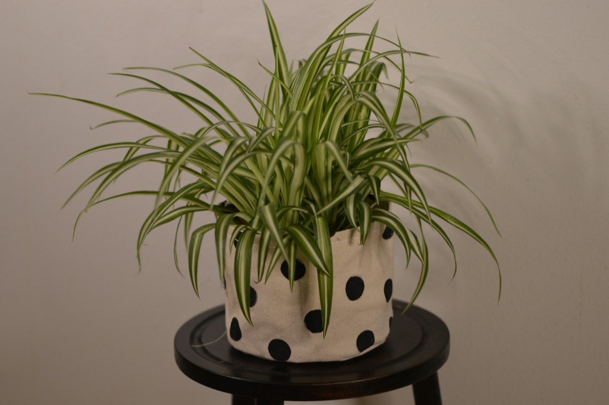 Mature variegated spider plant with arching striped leaves