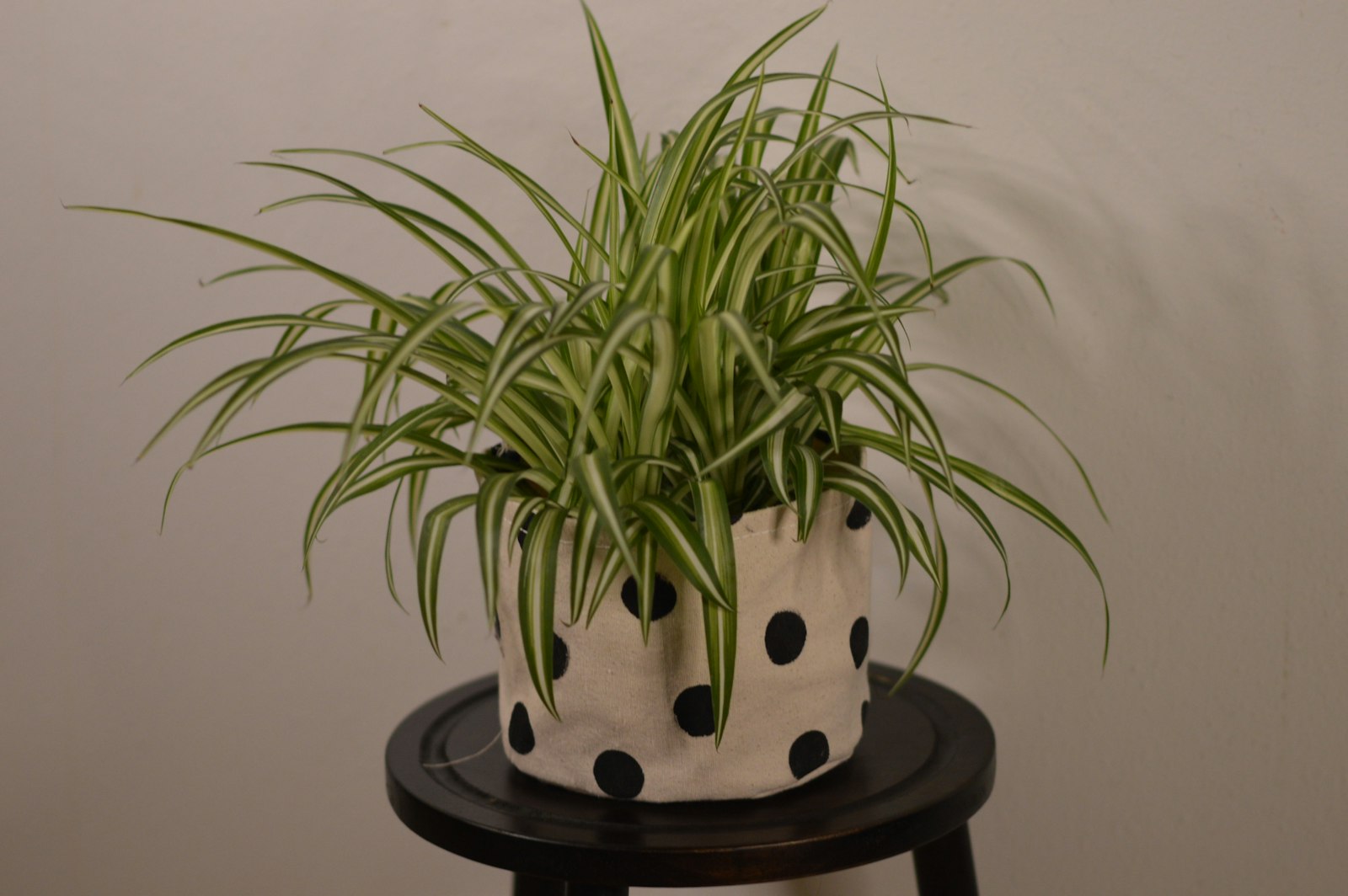 Variegated spider plant with striped leaves in a black pot
