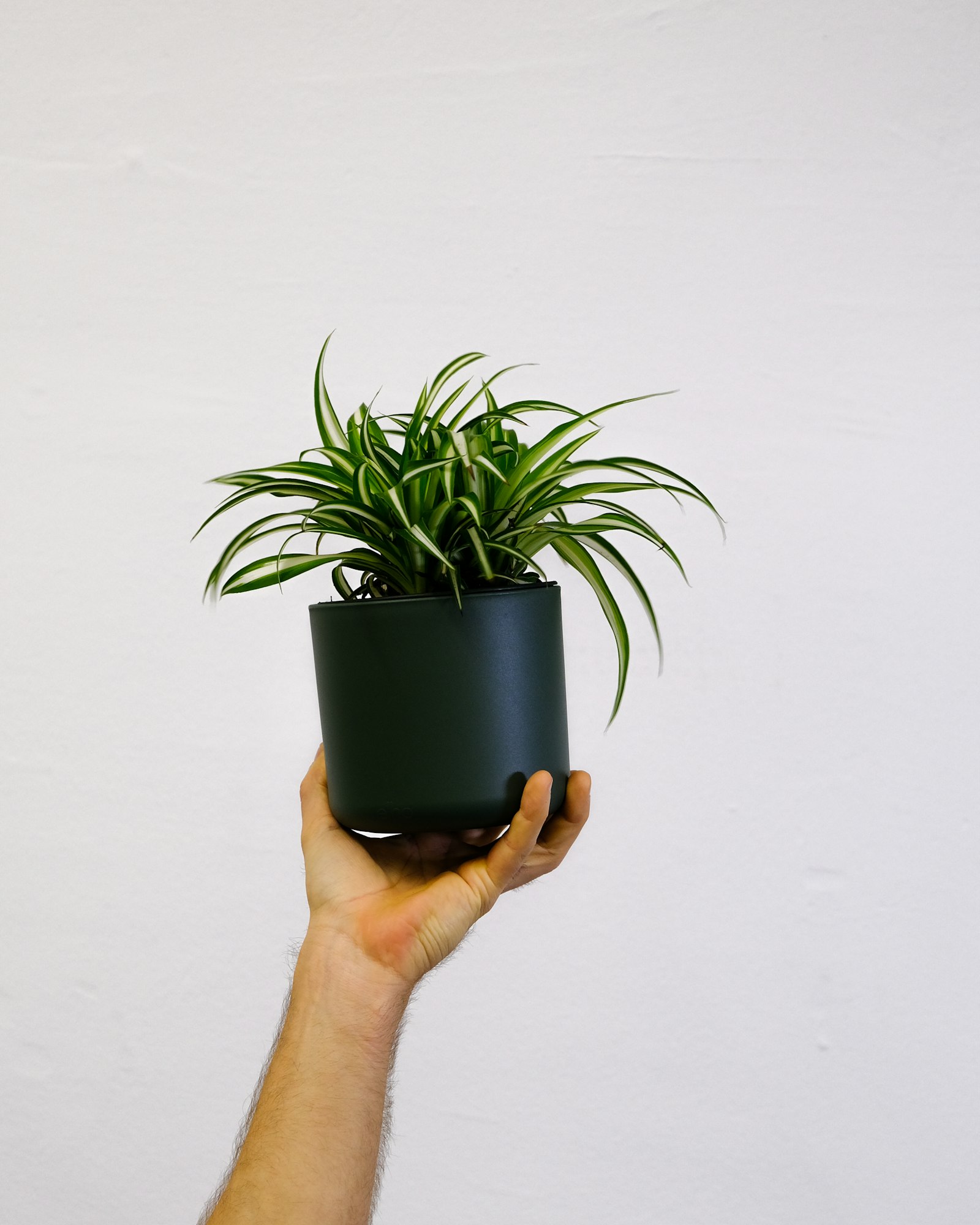 A hand holding a potted spider plant against a white wall