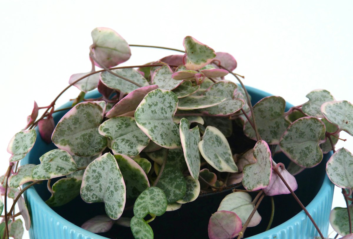 Close-up of a variegated string of hearts plant showing heart-shaped leaves with silver marbling and pink edges