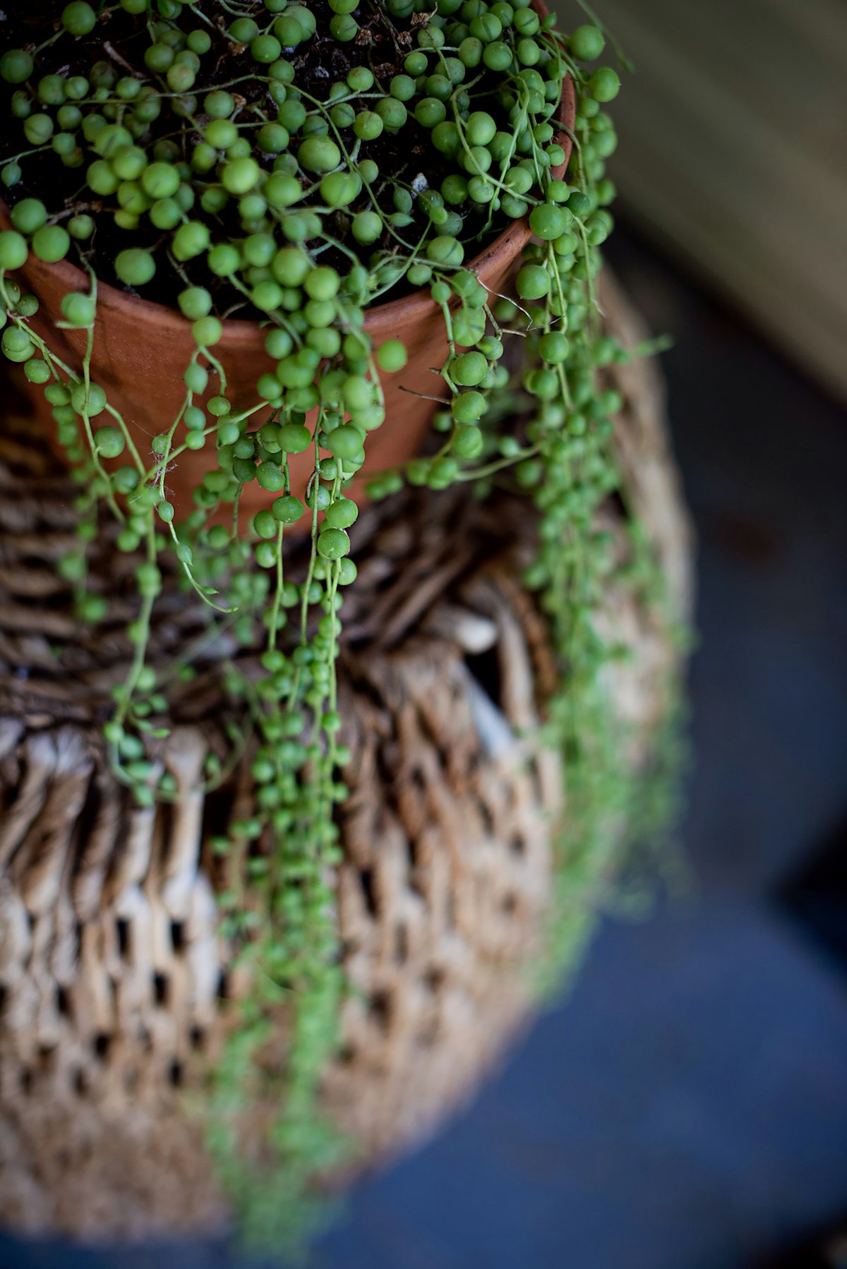 Close-up of string of pearls round bead-like leaves in a terracotta pot