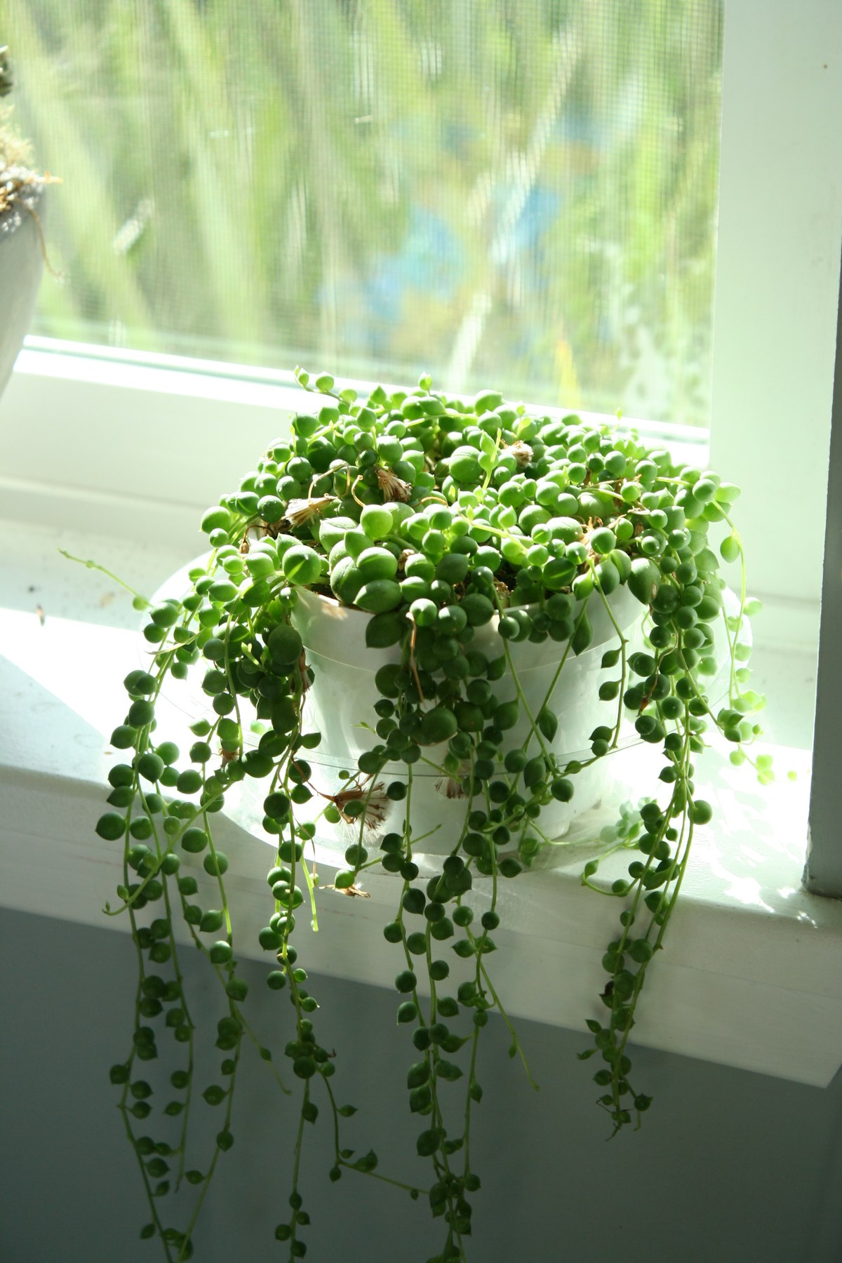 String of pearls hanging in a white pot
