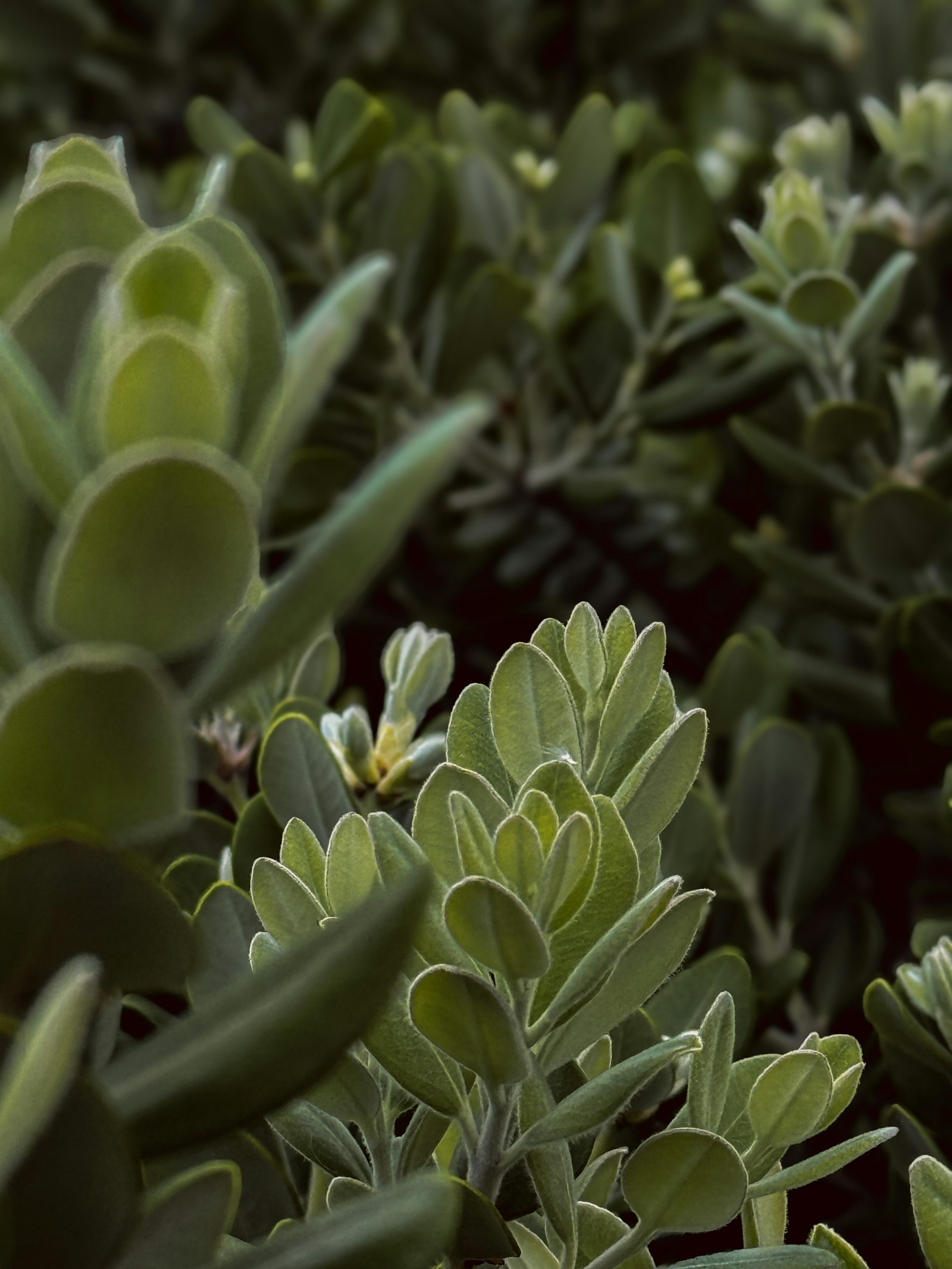 Close-up of plump, healthy succulent leaves