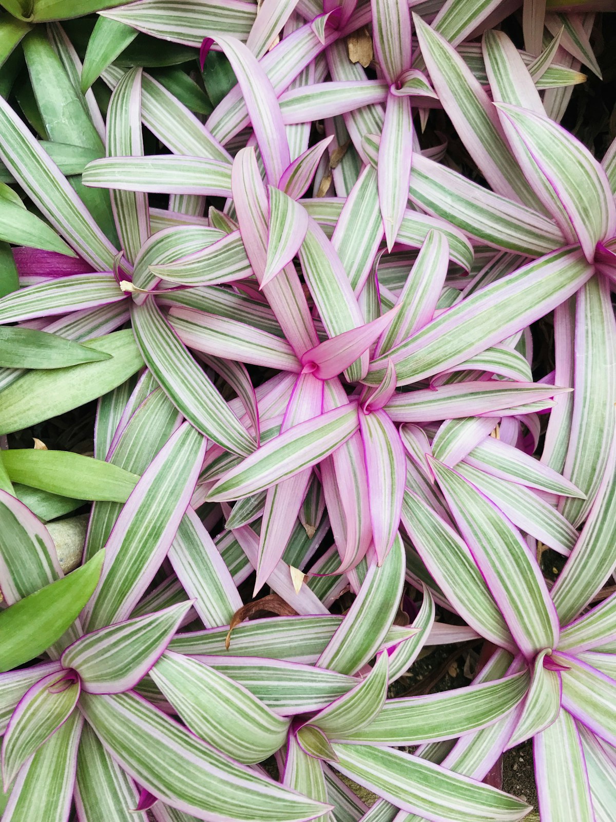 Tradescantia plant with purple and green striped leaves