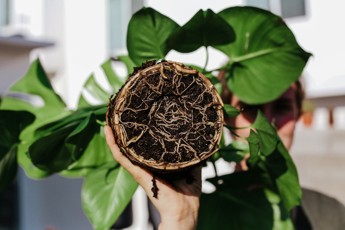 Houseplant unpotted to show the root ball and roots underneath