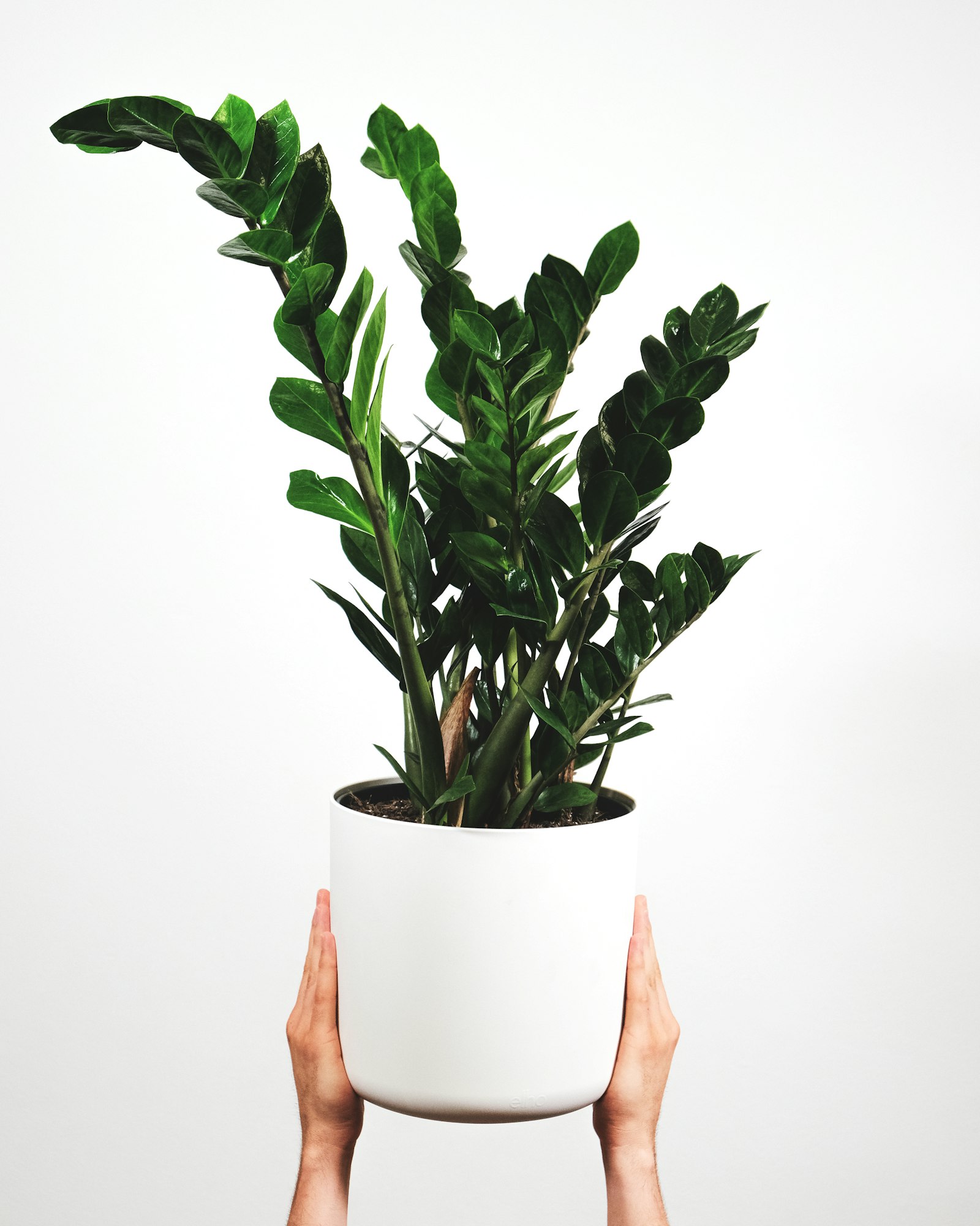 ZZ plant with glossy dark green leaves held in a white pot