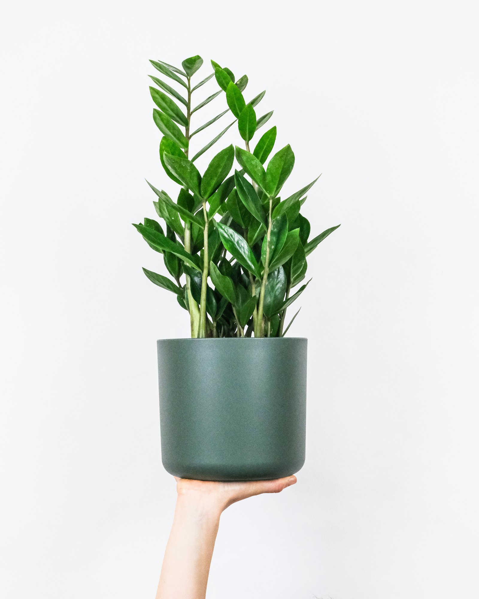A ZZ plant with glossy arching stems in a blue ceramic pot