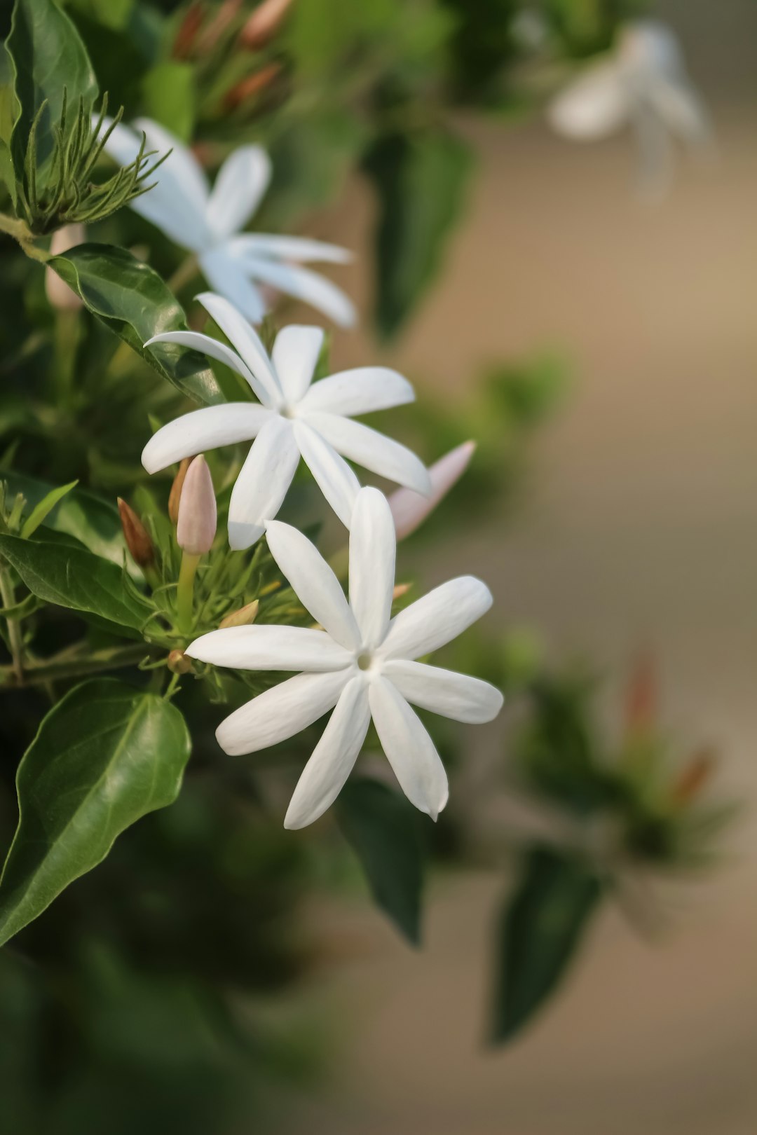 White star jasmine flowers and buds among glossy green leaves