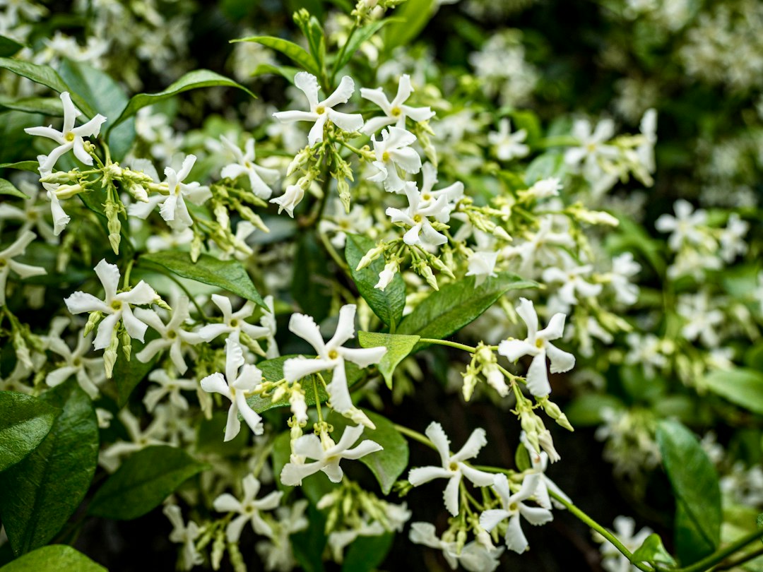 Cluster of white jasmine flowers blooming among green leaves