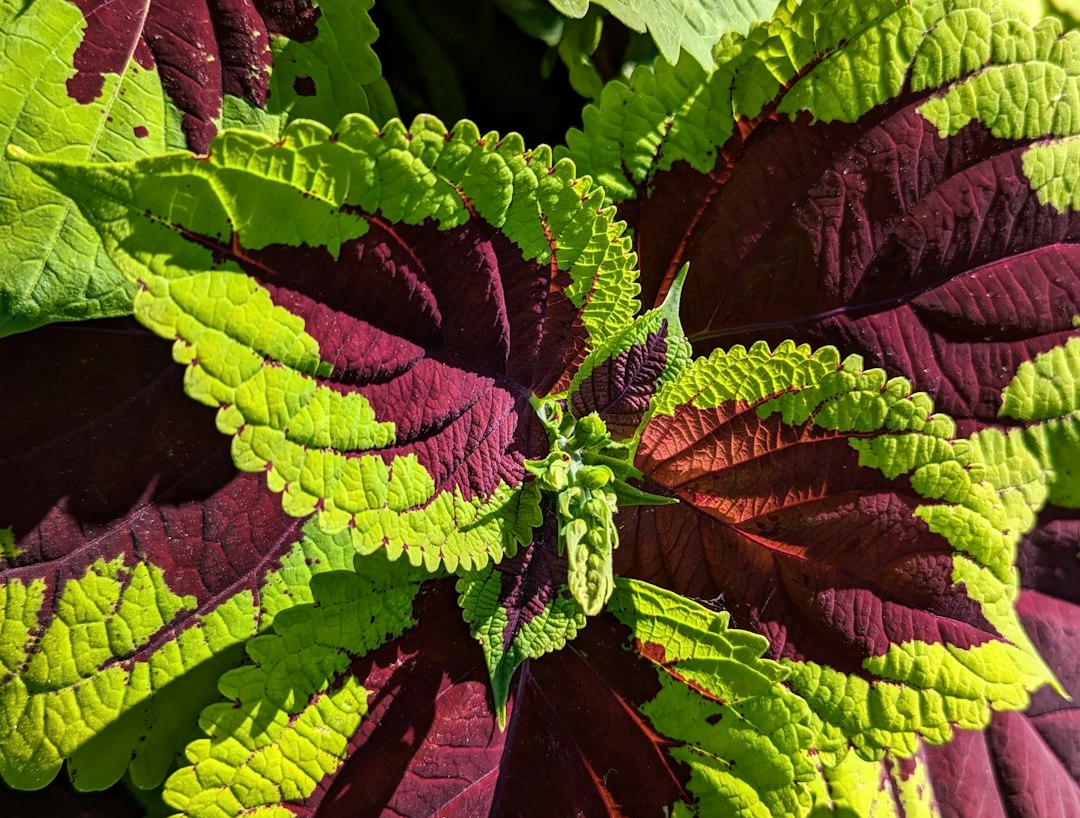 Close-up of a coleus plant with burgundy and bright green variegated leaves