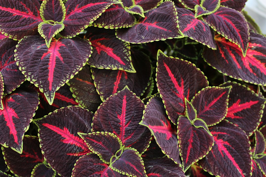 Coleus leaves in deep burgundy with red veins and lime green edges