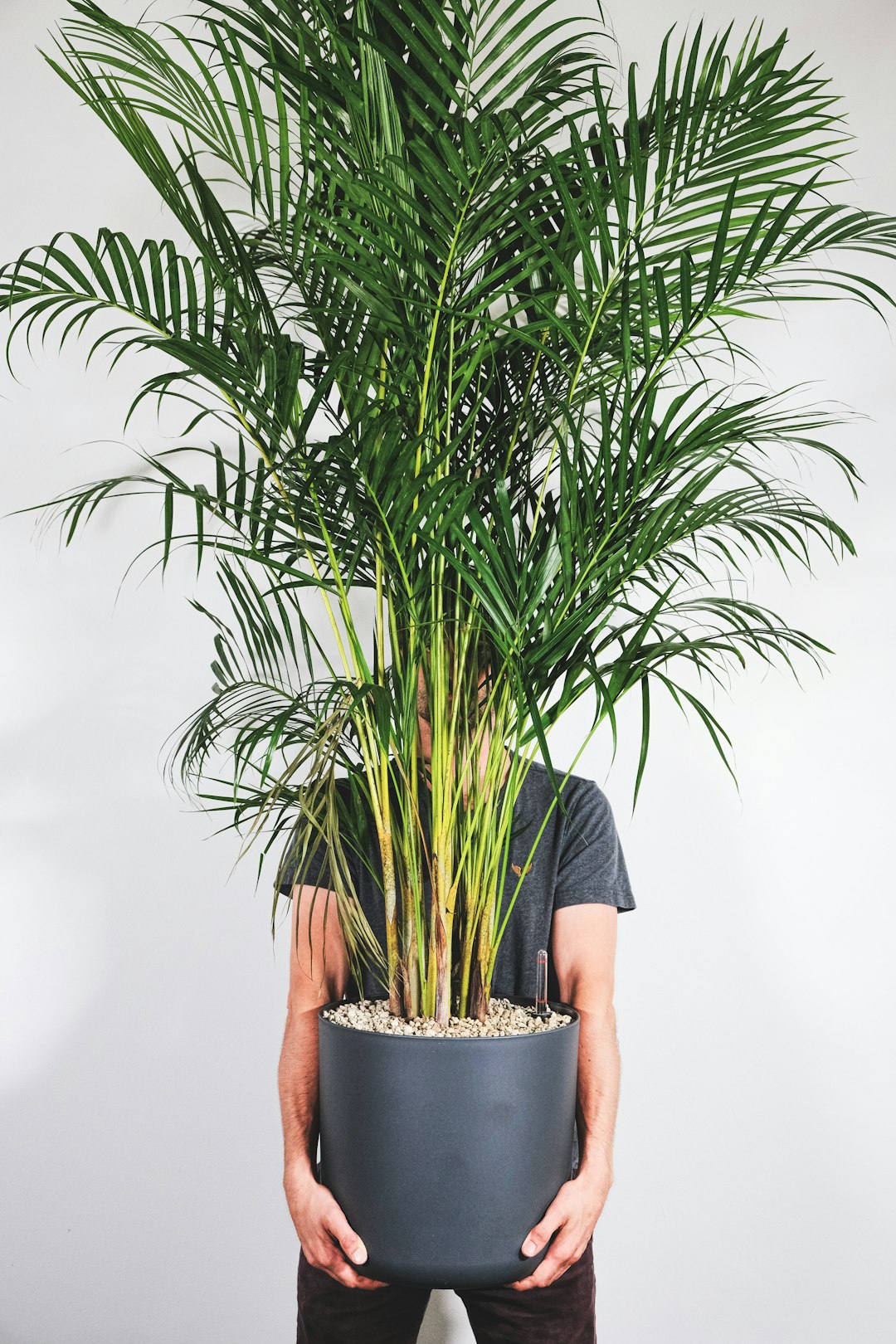 Large areca palm with golden yellow canes and arching feathery fronds in a dark gray pot, a few lower fronds browning