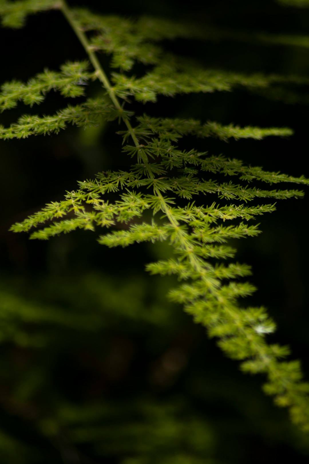 Close-up of a feathery green asparagus fern frond against a dark background