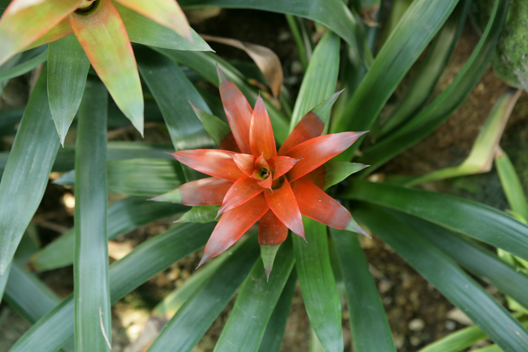 Guzmania bromeliad rosette with an orange-red star-shaped bract surrounded by long green leaves