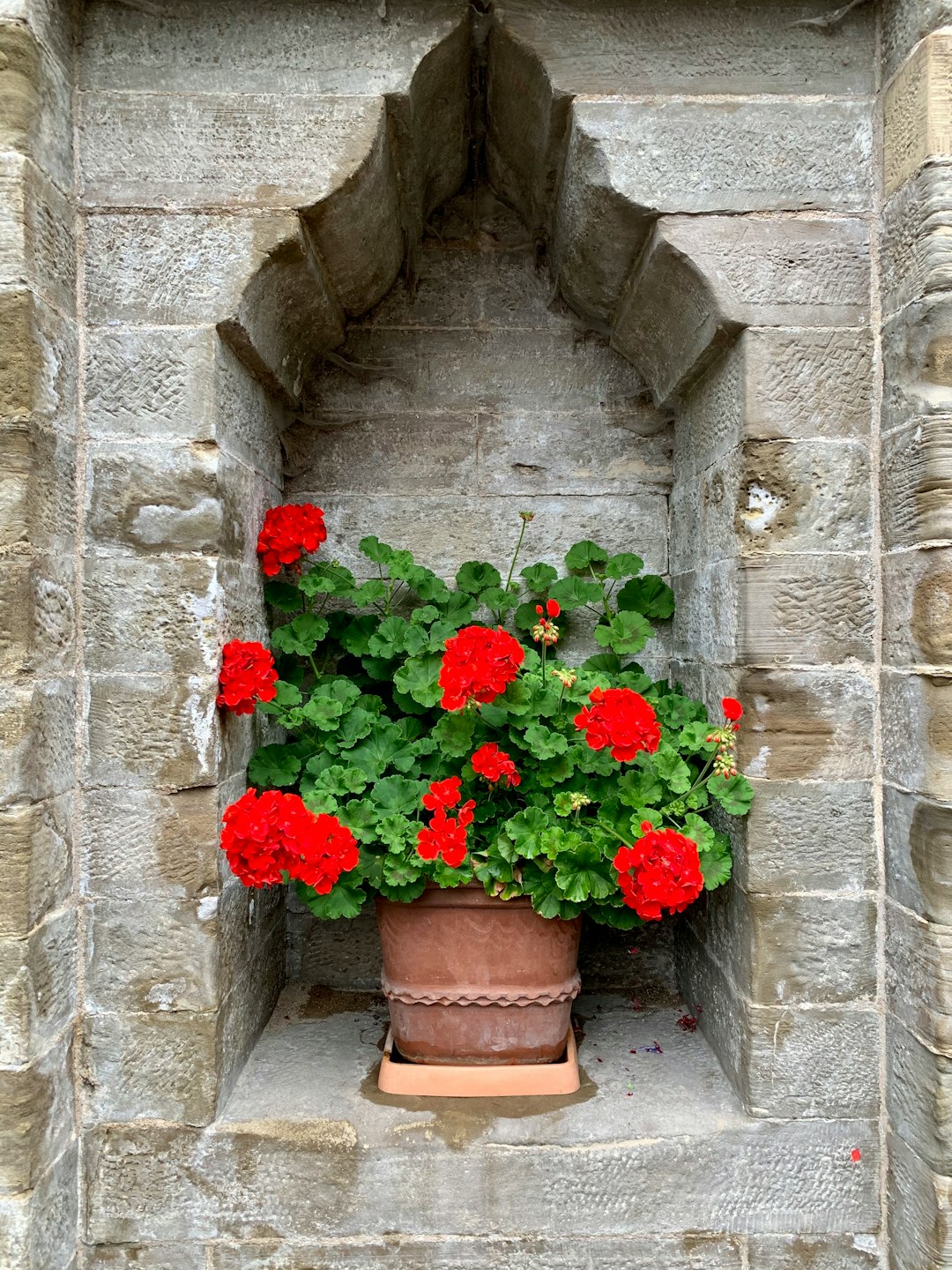 Potted red geranium blooming in a stone window niche