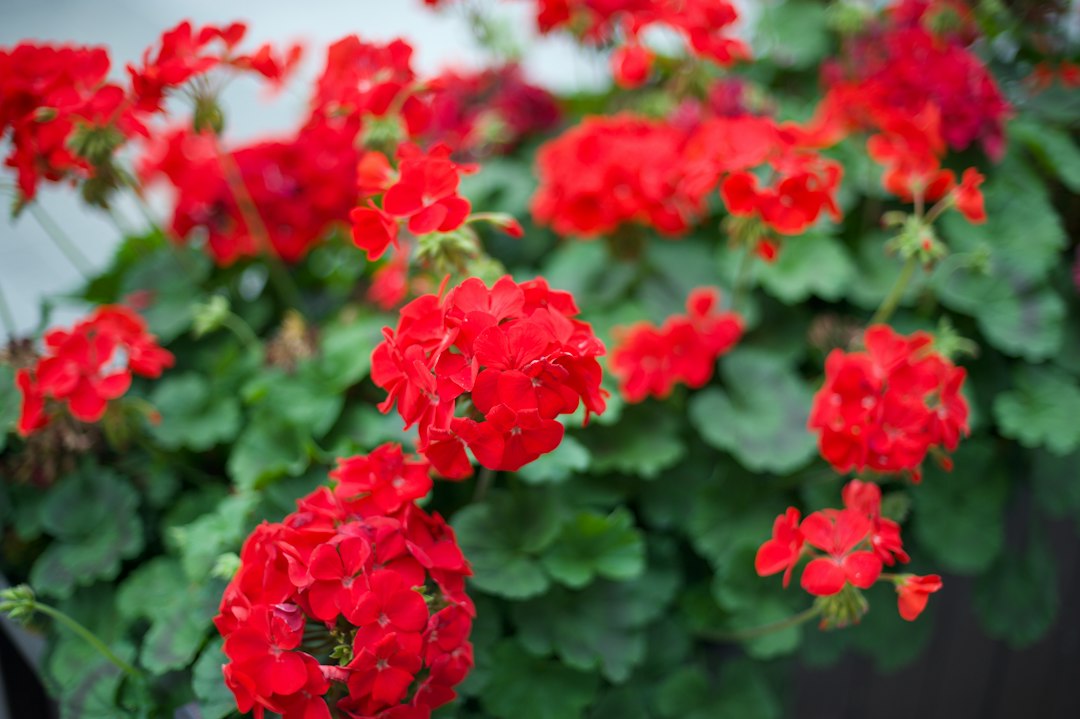 Red zonal geranium flowers clustered above round green leaves