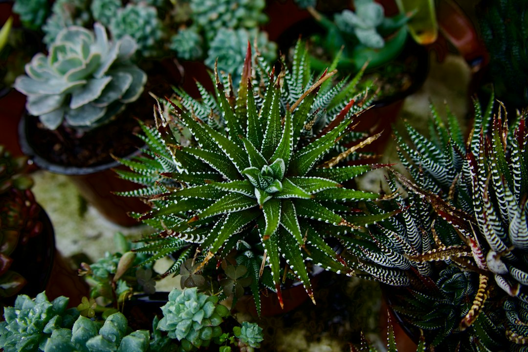 Zebra-striped haworthia rosette with dried, browned tips on some older leaves