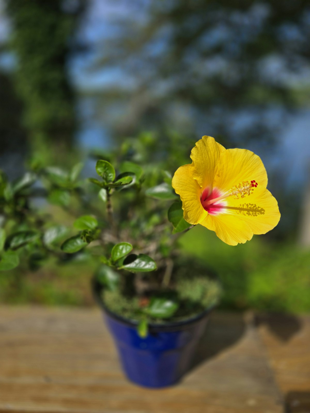 Yellow hibiscus flower blooming on a small potted hibiscus plant in a blue pot